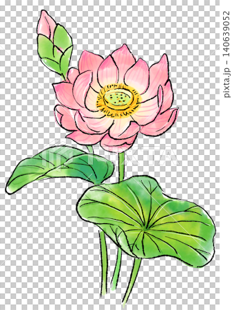 咲き誇るハスの花の手描きの線画と水彩イラスト 咲き誇るハスの花の手描きの線画と水彩イラスト 140639052