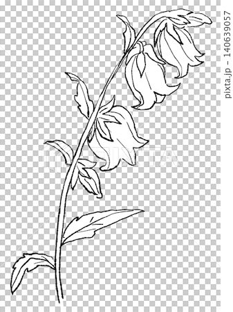 A hand-drawn line art illustration of blooming bellflowers. A hand-drawn line art illustration of blooming bellflowers. 140639057