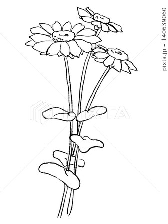 咲き誇るローダンセの花の手描きの線画イラスト 140639060