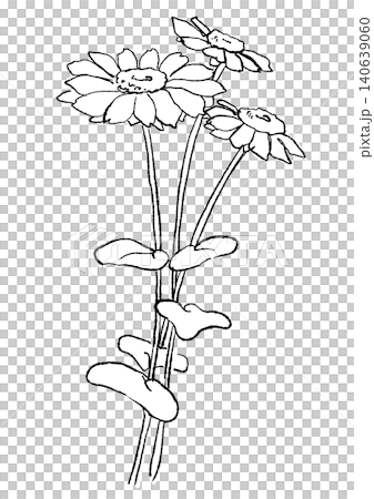咲き誇るローダンセの花の手描きの線画イラスト 140639060
