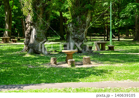 The scene of Maruyama Park in Sapporo, Hokkaido, Japan. The scenery of Maruyama Park in summer, which near Hokkaido Shrine. A public park in Japan. Nature and Travel scene. 140639105
