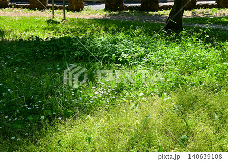 The scene of Maruyama Park in Sapporo, Hokkaido, Japan. The scenery of Maruyama Park in summer, which near Hokkaido Shrine. A public park in Japan. Nature and Travel scene. The scene of Maruyama Park in Sapporo, Hokkaido, Japan. The scenery of Maruyama Park in summer, which near Hokkaido Shrine. A public park in Japan. Nature and Travel scene. 140639108