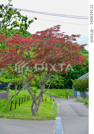 The scene of Maruyama Park in Sapporo, Hokkaido, Japan. The scenery of Maruyama Park in summer, which near Hokkaido Shrine. A public park in Japan. Nature and Travel scene. The scene of Maruyama Park in Sapporo, Hokkaido, Japan. The scenery of Maruyama Park in summer, which near Hokkaido Shrine. A public park in Japan. Nature and Travel scene. 140639112
