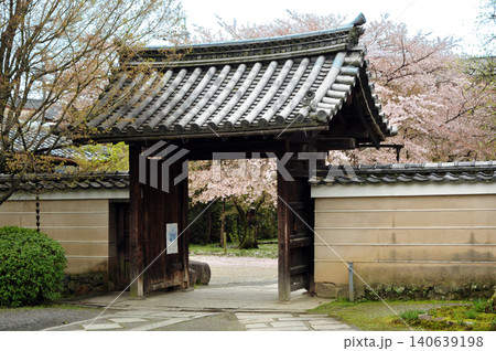 京都　神光院の春 140639198