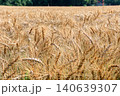 収穫間近の麦畑 140639307