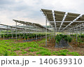 太陽光パネルの下を活用する農業 140639310