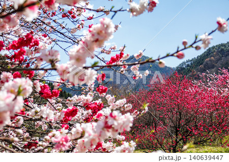 長野県阿智村の花桃街道沿いのエリアにある花桃の美しい風景 長野県阿智村の花桃街道沿いのエリアにある花桃の美しい風景 140639447
