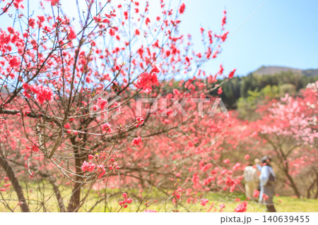 長野県阿智村の花桃街道沿いのエリアにある花桃の美しい風景 長野県阿智村の花桃街道沿いのエリアにある花桃の美しい風景 140639455