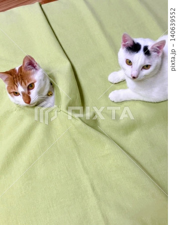 ソファカバーをかけたいのに、隙間から顔を出して遊んじゃう猫 ソファカバーをかけたいのに、隙間から顔を出して遊んじゃう猫 140639552
