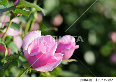 薔薇園で見たバラの花 薔薇園で見たバラの花 140639562