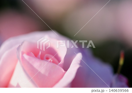 薔薇園で見たバラの花 薔薇園で見たバラの花 140639566