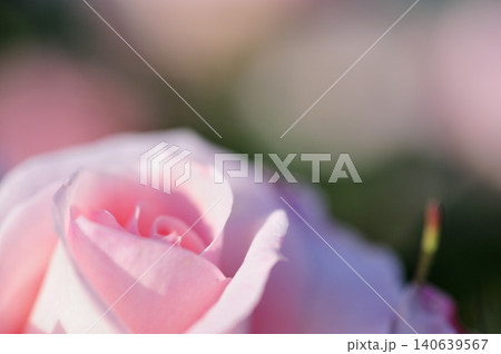 薔薇園で見たバラの花 薔薇園で見たバラの花 140639567