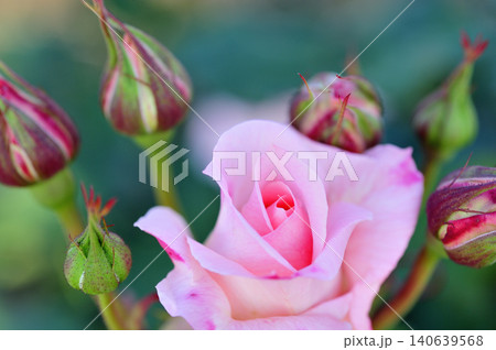 薔薇園で見たバラの花 薔薇園で見たバラの花 140639568