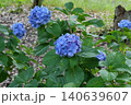 アジサイ 140639607