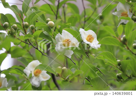 可憐な夏椿(ナツツバキ)の花とつぼみ 可憐な夏椿(ナツツバキ)の花とつぼみ 140639801