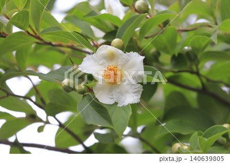 可憐な夏椿(ナツツバキ)の花とつぼみ 可憐な夏椿(ナツツバキ)の花とつぼみ 140639805