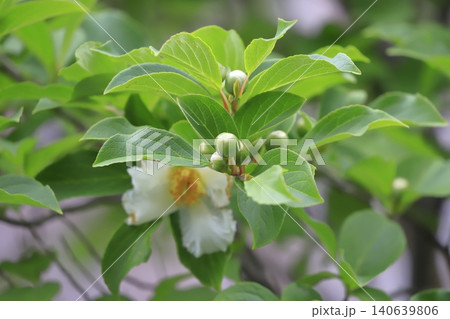可憐な夏椿(ナツツバキ)の花とつぼみ 可憐な夏椿(ナツツバキ)の花とつぼみ 140639806
