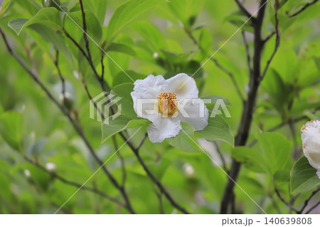 可憐な夏椿(ナツツバキ)の花とつぼみ 可憐な夏椿(ナツツバキ)の花とつぼみ 140639808