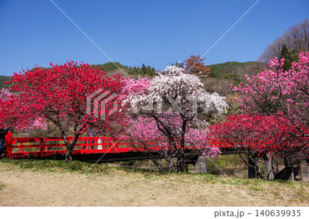 長野県阿智村の昼神温泉地区の美しい花桃の情景 長野県阿智村の昼神温泉地区の美しい花桃の情景 140639935
