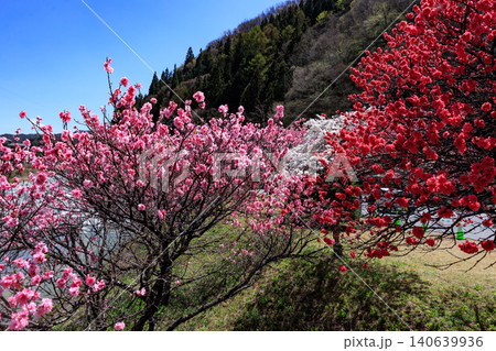 長野県阿智村の昼神温泉地区の美しい花桃の情景 長野県阿智村の昼神温泉地区の美しい花桃の情景 140639936