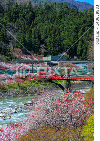 長野県阿智村の昼神温泉地区の美しい花桃の情景 長野県阿智村の昼神温泉地区の美しい花桃の情景 140639983