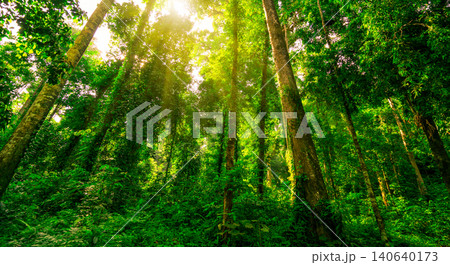 Tall green trees in a tropical forest with sunlight shining through the canopy. Natural carbon capture, biodiversity, sustainability and rich ecosystem. Climate resilience, natural carbon storage. Tall green trees in a tropical forest with sunlight shining through the canopy. Natural carbon capture, biodiversity, sustainability and rich ecosystem. Climate resilience, natural carbon storage. 140640173