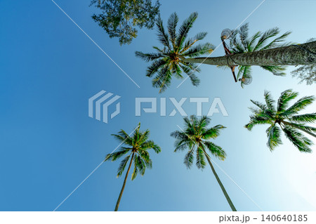 Bottom view of tropical coconut palm tree against a clear blue sky at a seaside resort, capturing summer vacation, island paradise, coastal relaxation and tropical travel destination concepts. Bottom view of tropical coconut palm tree against a clear blue sky at a seaside resort, capturing summer vacation, island paradise, coastal relaxation and tropical travel destination concepts. 140640185