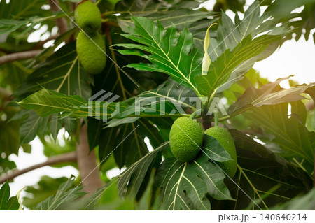 Breadfruit on breadfruit tree with green leaves in the garden. Tropical tree with thick leaves are deeply cut. Flowering tree. Staple food. Plant give phytochemicals use for insect repellent. 140640214