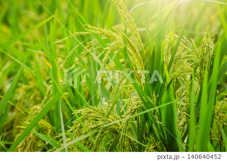 Selective focus on ear of rice. Green paddy field. Rice plantation. Organic rice farm in Asia. Rice price in the world market concept. Beautiful nature of farm land. Paddy field. Plant cultivation. Selective focus on ear of rice. Green paddy field. Rice plantation. Organic rice farm in Asia. Rice price in the world market concept. Beautiful nature of farm land. Paddy field. Plant cultivation. 140640452