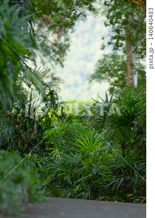 Lush tropical forest vegetation with dense green foliage, peaceful rainforest environment surrounded by natural biodiversity, ideal for wellness, conservation, sustainability and ecotourism concept. Lush tropical forest vegetation with dense green foliage, peaceful rainforest environment surrounded by natural biodiversity, ideal for wellness, conservation, sustainability and ecotourism concept. 140640483