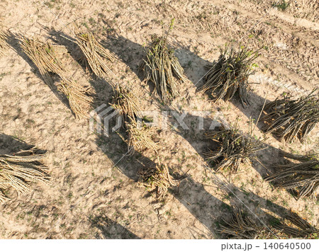 Drone top view of harvested cassava bundles drying on agricultural field during dry season, tropical farming and rural agriculture. Root crop production, sustainable cultivation and farmland texture. Drone top view of harvested cassava bundles drying on agricultural field during dry season, tropical farming and rural agriculture. Root crop production, sustainable cultivation and farmland texture. 140640500
