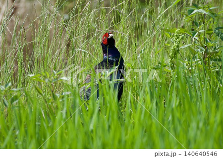 キジ pheasant / Japan キジ pheasant / Japan 140640546