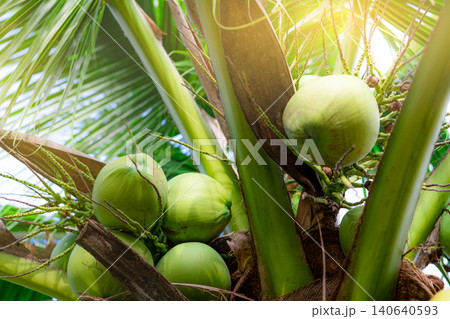 Bunch of coconut on coconut tree. Tropical fruit. Palm tree with green leaves and fruit. Coconut tree in Thailand. Coconut plantation. Agriculture farm. Organic drink for summer. Exotic plant. Bunch of coconut on coconut tree. Tropical fruit. Palm tree with green leaves and fruit. Coconut tree in Thailand. Coconut plantation. Agriculture farm. Organic drink for summer. Exotic plant. 140640593