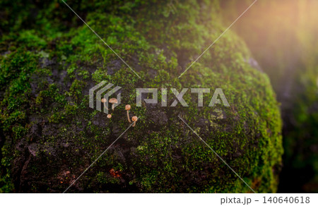 Closeup small mushroom growing on green moss in forest. Selective focus mushroom on beautiful green moss background. Green moss covered on a tree trunk. Nature wallpaper. Wet green moss in forest. Closeup small mushroom growing on green moss in forest. Selective focus mushroom on beautiful green moss background. Green moss covered on a tree trunk. Nature wallpaper. Wet green moss in forest. 140640618