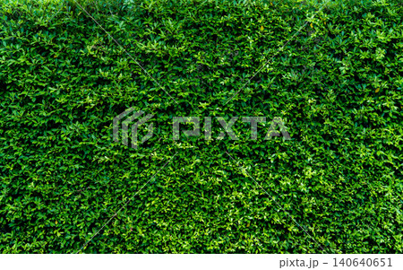 Small green leaves in hedge wall texture background. Closeup green hedge plant in garden. Eco evergreen hedge wall. Natural backdrop. Beauty in nature. Green leaves with natural pattern wallpaper. Small green leaves in hedge wall texture background. Closeup green hedge plant in garden. Eco evergreen hedge wall. Natural backdrop. Beauty in nature. Green leaves with natural pattern wallpaper. 140640651