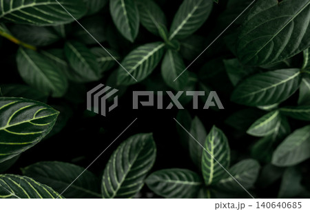 Green leaves texture background. Dense dark green leaves in jungle. Nature abstract background. Plant in tropical forest. Exotic plant in garden. Organic wallpaper. Foliage pattern. Tropical greenery. Green leaves texture background. Dense dark green leaves in jungle. Nature abstract background. Plant in tropical forest. Exotic plant in garden. Organic wallpaper. Foliage pattern. Tropical greenery. 140640685