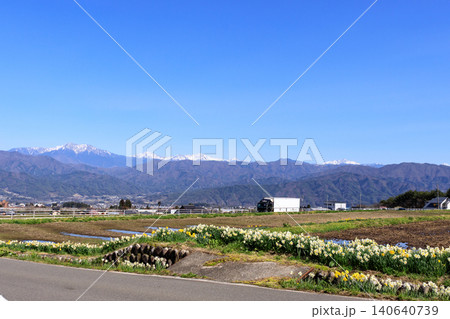 長野県駒ケ根市の光前寺前の水仙畑の美しい絶景 140640739