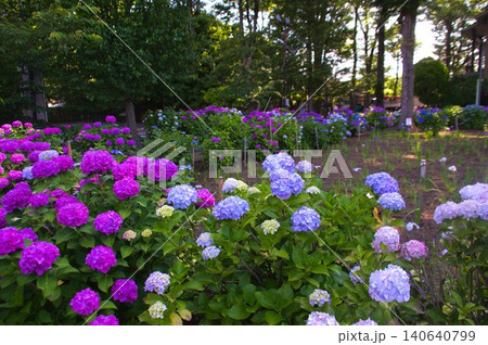 堀之内妙法寺の紫陽花 堀之内妙法寺の紫陽花 140640799