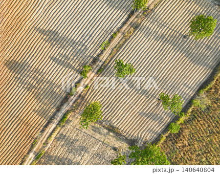 Aerial drone view of organized cassava rows in Isan Thailand. Transparent supply chain safety and bio industrial food traceability for global agricultural data reporting. Plowed cassava plantation. 140640804