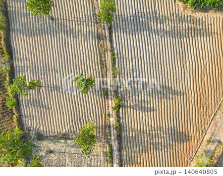 Aerial drone view of cassava plantation in Northeastern Thailand during dry season showing geometric soil ridges after harvest to support global food security and sustainable AgTech investment now. Aerial drone view of cassava plantation in Northeastern Thailand during dry season showing geometric soil ridges after harvest to support global food security and sustainable AgTech investment now. 140640805