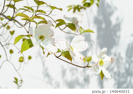 白と緑が爽やかなハナミズキの花 白と緑が爽やかなハナミズキの花 140640831