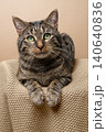 tabby cat resting on knitted blanket 140640836