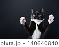 playful tuxedo cat with both paws raised 140640840