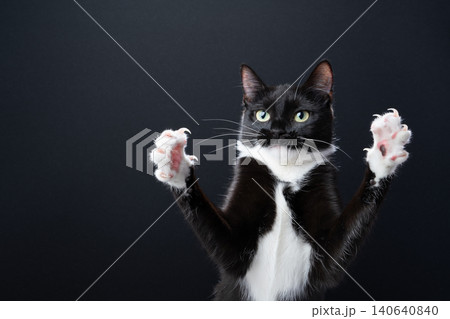 playful tuxedo cat with both paws raised playful tuxedo cat with both paws raised 140640840