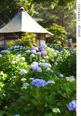 堀之内妙法寺の紫陽花 堀之内妙法寺の紫陽花 140640853