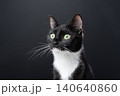curious looking tuxedo cat portrait 140640860