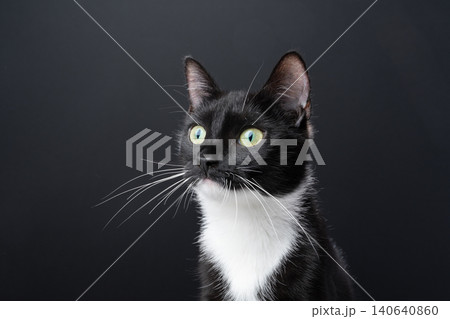 curious looking tuxedo cat portrait curious looking tuxedo cat portrait 140640860