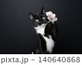 playful tuxedo cat showing claws 140640868