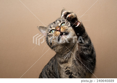 tabby cat with raised paw and extended claws tabby cat with raised paw and extended claws 140640889