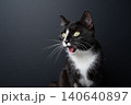 cat looking astonished, funny studio portrait 140640897